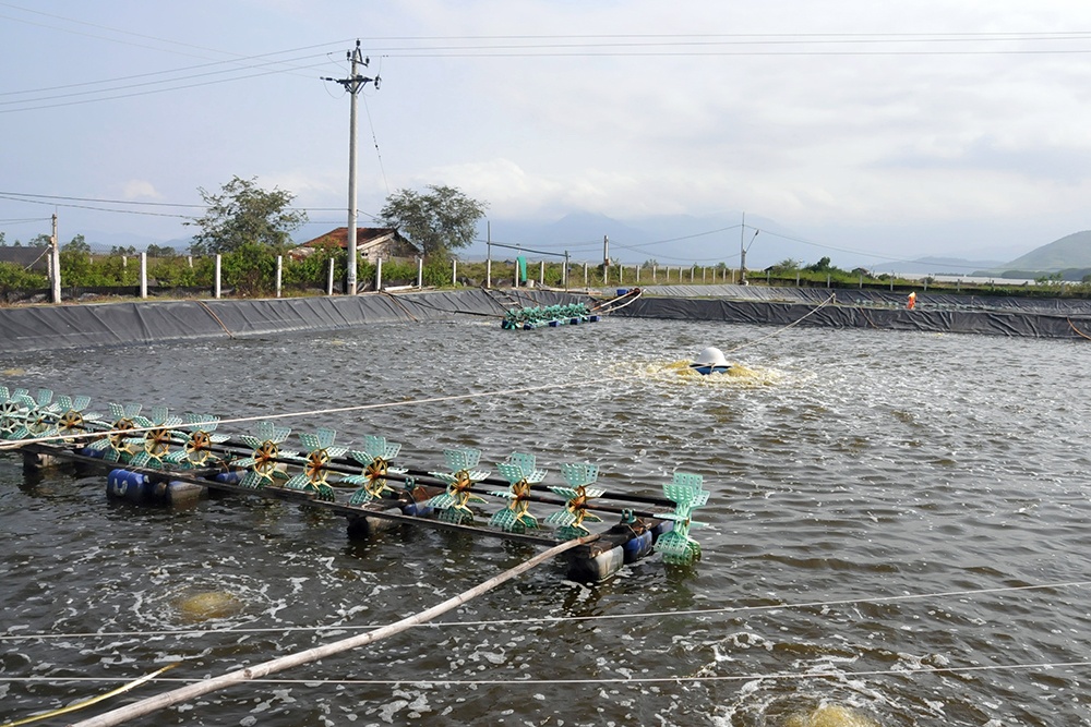 Một mô hình nuôi tôm ở Ninh Thuận