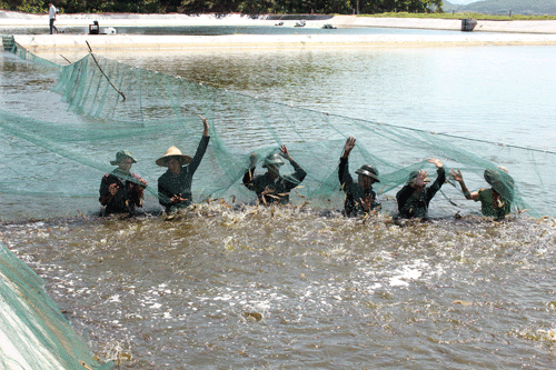 Thu hoạch tôm ở tỉnh Quảng Ninh