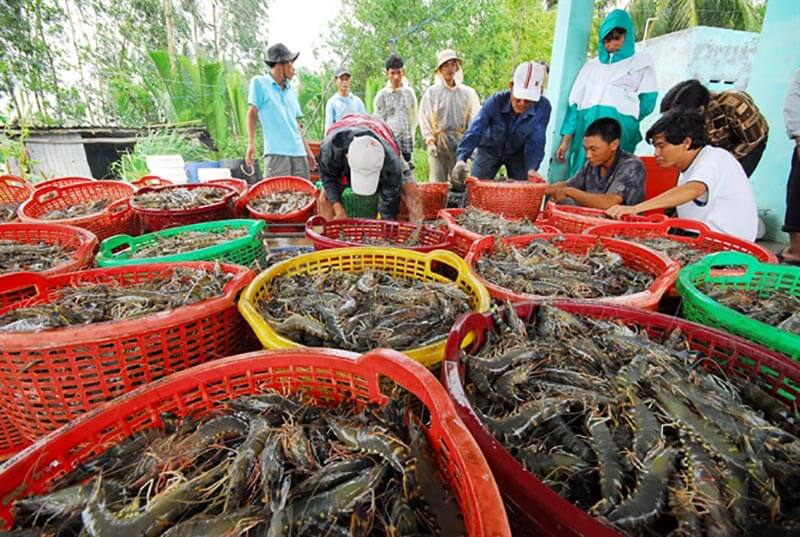 Thu hoạch tôm ở vùng hạ 